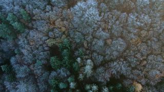 Link to Video | landscape, bird's-eye view, Rhineland-Palatinate, autumn, Germany, Saar-Hunsrück Nature Park, soft rime, forest, aerial shot, Kastel-Staadt, nature