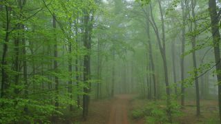 Link to Video | tree, renewable resource, Rhineland-Palatinate, raw material, resource, Germany, natural resource, raw material, trunk, Waldzustandsbericht, fog, forestry, forest, aerial shot, Freudenburg, nature, milieu