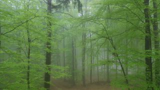 Link to Video | tree, renewable resource, Rhineland-Palatinate, raw material, resource, Germany, natural resource, raw material, trunk, Waldzustandsbericht, fog, forestry, forest, aerial shot, Freudenburg, nature, milieu