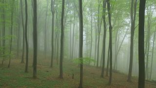 Link to Video | tree, renewable resource, Rhineland-Palatinate, raw material, resource, Germany, natural resource, raw material, trunk, Waldzustandsbericht, fog, forestry, forest, aerial shot, Freudenburg, nature, milieu