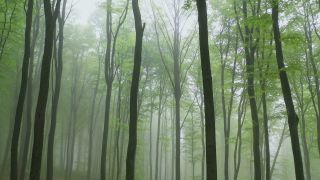 Link to Video | tree, renewable resource, Rhineland-Palatinate, raw material, resource, Germany, natural resource, raw material, trunk, Waldzustandsbericht, fog, forestry, forest, aerial shot, Freudenburg, nature, milieu