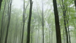 Link to Video | tree, renewable resource, Rhineland-Palatinate, raw material, resource, Germany, natural resource, raw material, trunk, Waldzustandsbericht, fog, forestry, forest, aerial shot, Freudenburg, nature, milieu