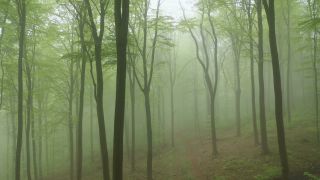 Link to Video | tree, renewable resource, Rhineland-Palatinate, raw material, resource, Germany, natural resource, raw material, trunk, Waldzustandsbericht, fog, forestry, forest, aerial shot, Freudenburg, nature, milieu