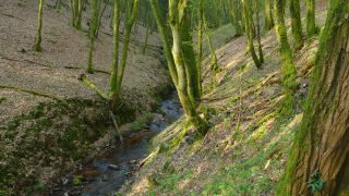 Link to Video | tree, Rhineland-Palatinate, Germany, forest, Kastel-Staadt, nature