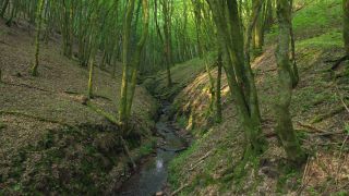 Link to Video | tree, Rhineland-Palatinate, Germany, forest, Kastel-Staadt, nature