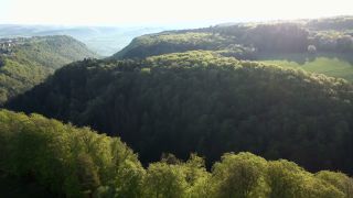 Link to Video | tree, Rhineland-Palatinate, Germany, forest, Kastel-Staadt, nature