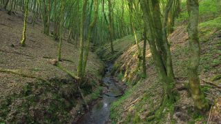 Link to Video | tree, Rhineland-Palatinate, Germany, forest, Kastel-Staadt, nature