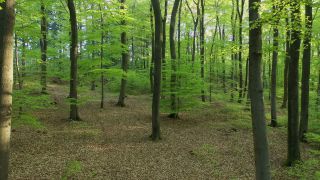Link zum Video | Baum, Rheinland-Pfalz, Deutschland, Wald, Kastel-Staadt, Natur