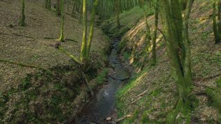 Link zum Video | Baum, Rheinland-Pfalz, Deutschland, Wald, Kastel-Staadt, Natur