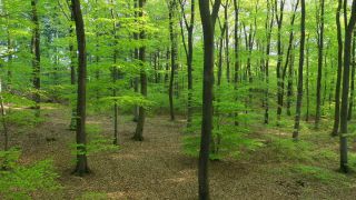 Link to Video | tree, Rhineland-Palatinate, Germany, forest, Kastel-Staadt, nature