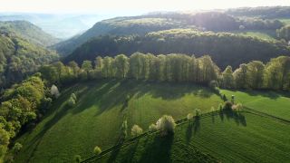 Link to Video | tree, Rhineland-Palatinate, Germany, forest, Kastel-Staadt, nature
