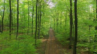 Link to Video | tree, Rhineland-Palatinate, Germany, forest, Kastel-Staadt, nature