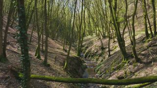 Link to Video | tree, Rhineland-Palatinate, Germany, forest, Kastel-Staadt, nature