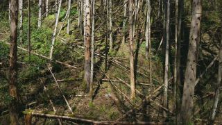 Link to Video | tree, Rhineland-Palatinate, Germany, forest, Kastel-Staadt, nature