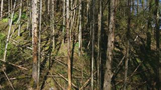 Link to Video | tree, Rhineland-Palatinate, Germany, forest, Kastel-Staadt, nature