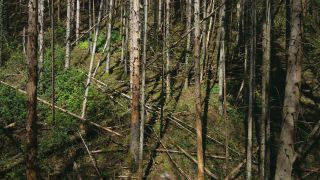 Link to Video | tree, Rhineland-Palatinate, Germany, forest, Kastel-Staadt, nature