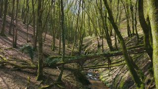 Link to Video | tree, Rhineland-Palatinate, Germany, forest, Kastel-Staadt, nature