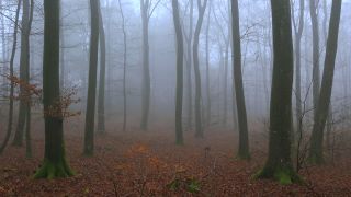 Link to Video | tree, Rhineland-Palatinate, Germany, forest, Kastel-Staadt, nature