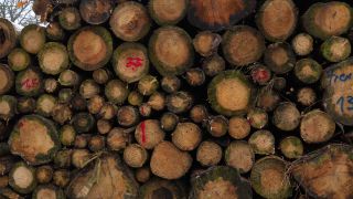 Link to Video | tree, Rhineland-Palatinate, Germany, forest, Kastel-Staadt, nature