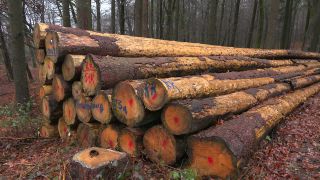 Link to Video | tree, Rhineland-Palatinate, Germany, forest, Kastel-Staadt, nature