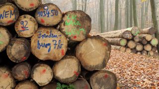 Link to Video | tree, Rhineland-Palatinate, Germany, forest, Kastel-Staadt, nature
