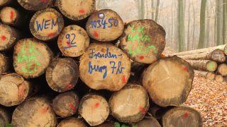 Link to Video | tree, Rhineland-Palatinate, Germany, forest, Kastel-Staadt, nature