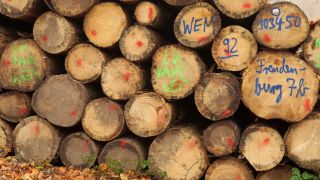Link to Video | tree, Rhineland-Palatinate, Germany, forest, Kastel-Staadt, nature
