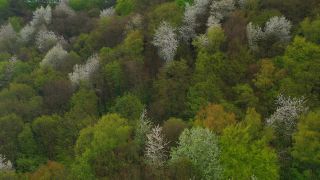 Link to Video | color, tree, bird's-eye view, Rhineland-Palatinate, spring, season, forest, aerial shot, Kastel-Staadt, anthesis, woody plant, nature