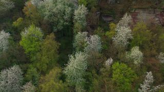 Link to Video | color, tree, bird's-eye view, Rhineland-Palatinate, spring, season, forest, aerial shot, Kastel-Staadt, anthesis, woody plant, nature