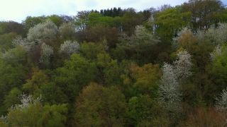 Link to Video | color, tree, bird's-eye view, Rhineland-Palatinate, spring, season, forest, aerial shot, Kastel-Staadt, anthesis, woody plant, nature