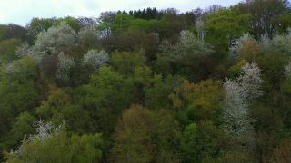 Link to Video | color, tree, bird's-eye view, Rhineland-Palatinate, spring, season, forest, aerial shot, Kastel-Staadt, anthesis, woody plant, nature