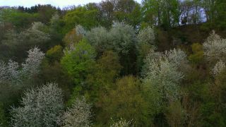 Link to Video | color, tree, bird's-eye view, Rhineland-Palatinate, spring, season, forest, aerial shot, Kastel-Staadt, anthesis, woody plant, nature