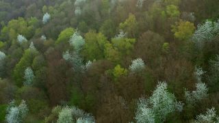 Link to Video | color, tree, bird's-eye view, Rhineland-Palatinate, spring, season, forest, aerial shot, Kastel-Staadt, anthesis, woody plant, nature