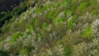 Link to Video | color, tree, bird's-eye view, Rhineland-Palatinate, spring, season, forest, aerial shot, Kastel-Staadt, anthesis, woody plant, nature
