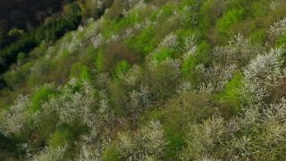Link zum Video | Farbe, Baum, Vogelperspektive, Rheinland-Pfalz, Frühling, Jahreszeit, Wald, Luftaufnahme, Kastel-Staadt, Anthese, Gehölz, Natur
