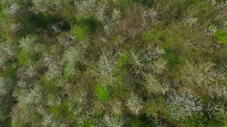 Link to Video | color, tree, bird's-eye view, Rhineland-Palatinate, spring, season, forest, aerial shot, Kastel-Staadt, anthesis, woody plant, nature