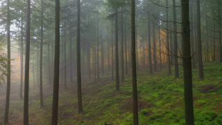 Link zum Video | Landschaft, Baum, nachwachsender Rohstoff, Rheinland-Pfalz, Rohstoff, Landschaftselement, Nadelwald, Deutschland, Nebel, Wald, Luftaufnahme, Kastel-Staadt, Gehölz