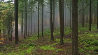 Link to Video | landscape, tree, renewable resource, Rhineland-Palatinate, raw material, landscape element, coniferous forest, Germany, fog, forest, aerial shot, Kastel-Staadt, woody plant