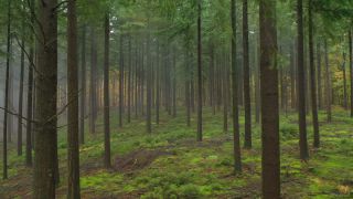 Link to Video | landscape, tree, renewable resource, Rhineland-Palatinate, raw material, landscape element, coniferous forest, Germany, fog, forest, aerial shot, Kastel-Staadt, woody plant