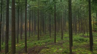 Link to Video | landscape, tree, renewable resource, Rhineland-Palatinate, raw material, landscape element, coniferous forest, Germany, fog, forest, aerial shot, Kastel-Staadt, woody plant