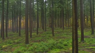 Link to Video | landscape, tree, renewable resource, Rhineland-Palatinate, raw material, landscape element, coniferous forest, Germany, fog, forest, aerial shot, Kastel-Staadt, woody plant