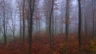 Link to Video | landscape, tree, Rhineland-Palatinate, autumn, Germany, season, multicolored, fog, forest, aerial shot, Nittel, woody plant, nature