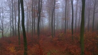 Link to Video | landscape, tree, Rhineland-Palatinate, autumn, Germany, season, multicolored, fog, forest, aerial shot, Nittel, woody plant, nature