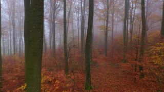 Link to Video | landscape, tree, Rhineland-Palatinate, autumn, Germany, season, multicolored, fog, forest, aerial shot, Nittel, woody plant, nature
