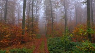Link to Video | landscape, tree, Rhineland-Palatinate, autumn, Germany, season, multicolored, fog, forest, aerial shot, Nittel, woody plant, nature