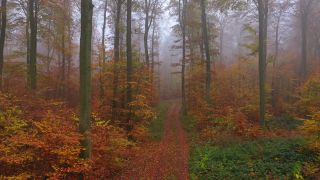 Link to Video | landscape, tree, Rhineland-Palatinate, autumn, Germany, season, multicolored, fog, forest, aerial shot, Nittel, woody plant, nature