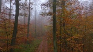 Link to Video | landscape, tree, Rhineland-Palatinate, autumn, Germany, season, multicolored, fog, forest, aerial shot, Nittel, woody plant, nature