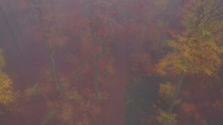 Link to Video | landscape, tree, Rhineland-Palatinate, autumn, Germany, season, multicolored, fog, forest, aerial shot, Nittel, woody plant, nature