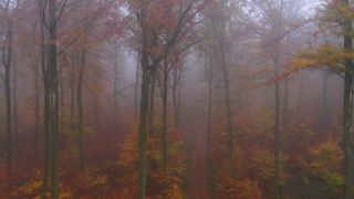 Link zum Video | Landschaft, Baum, Rheinland-Pfalz, Herbst, Deutschland, Jahreszeit, bunt, Nebel, Wald, Luftaufnahme, Nittel, Gehölz, Natur