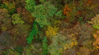 Link to Video | landscape, color, tree, bird's-eye view, Rhineland-Palatinate, foliage, Germany, season, multicolored, forest, aerial shot, Irsch, woody plant, nature